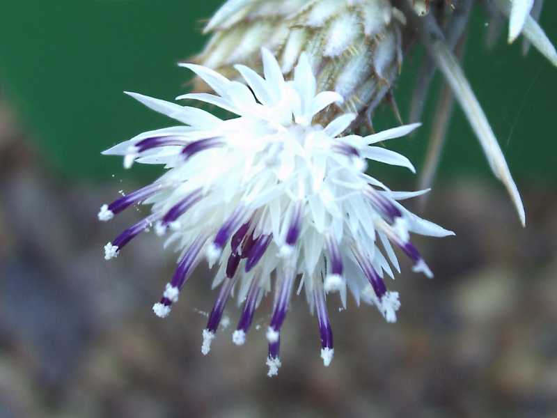 Centaurea horrida / Fiordaliso spinoso